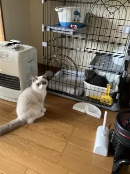 ハル 様のお迎えした子猫