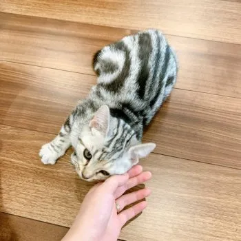 とろ 様のお迎えした子猫