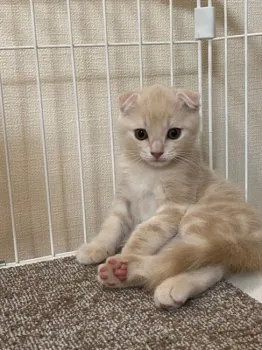 千葉県TK 様のお迎えした子猫