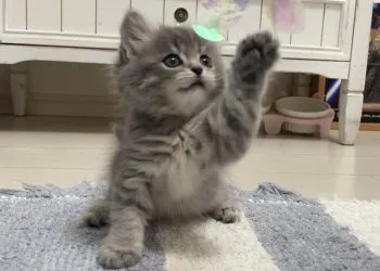 KTR 様のお迎えした子猫