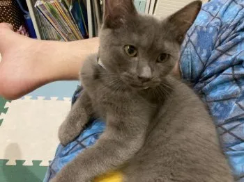 crowlovers 様のお迎えした子猫