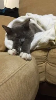 札幌市未婚のカップル 様のお迎えした子猫