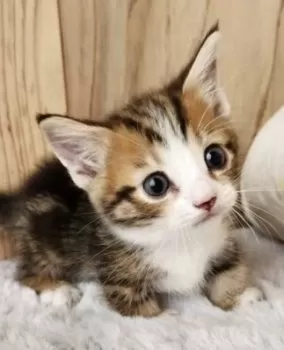 アッキー 様のお迎えした子猫