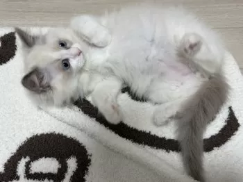 R.U 様のお迎えした子猫