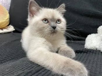 ウエダ 様のお迎えした子猫