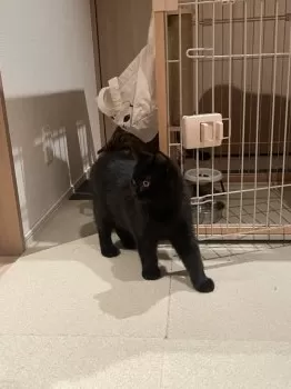 T.S 様のお迎えした子猫