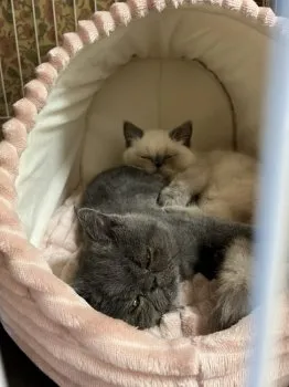 なおみ 様のお迎えした子猫