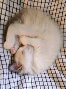 cocociii 様のお迎えした子猫