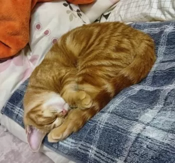 K.M 様のお迎えした子猫