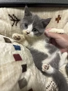 もたうちゃ 様のお迎えした子猫