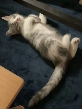 H.M 様のお迎えした子猫