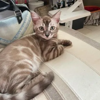 king 様のお迎えした子猫