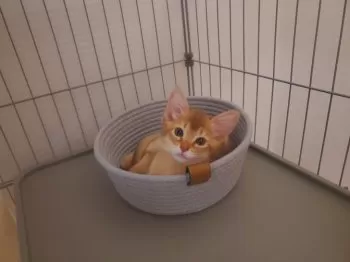 さとう 様のお迎えした子猫