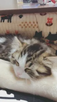 まろん 様のお迎えした子猫