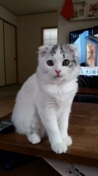 めろん 様のお迎えした子猫