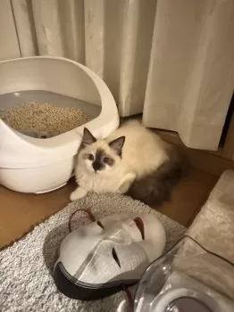 れち 様のお迎えした子猫