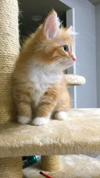 Toshi@Bergen 様のお迎えした子猫