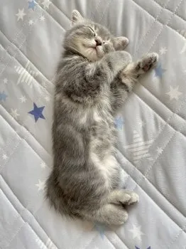 A.S 様のお迎えした子猫