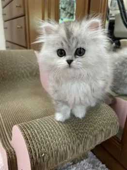 さくら 様のお迎えした子猫