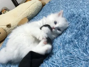 いまっち 様のお迎えした子猫