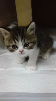 yukimikotake 様のお迎えした子猫