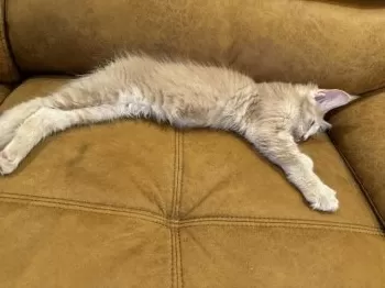 海龍 様のお迎えした子猫