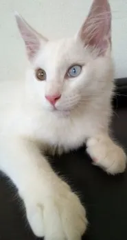 fluffy 様のお迎えした子猫