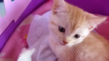 いくら 様のお迎えした子猫