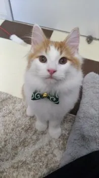 まどか 様のお迎えした子猫