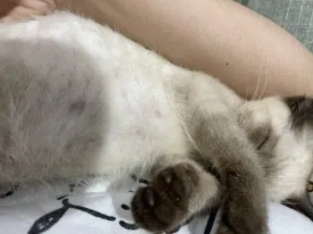 lvmam 様のお迎えした子猫