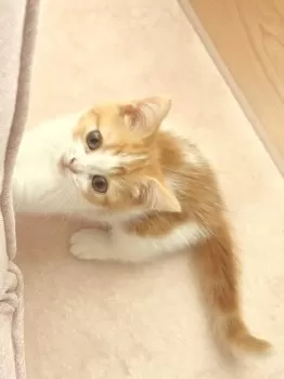 とろろ 様のお迎えした子猫
