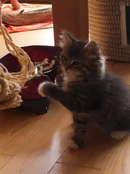 ヒデリン 様のお迎えした子猫