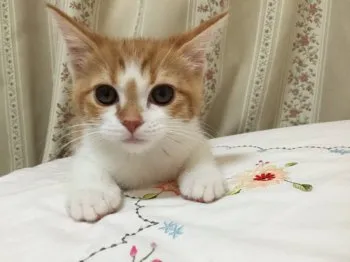 ありえり 様のお迎えした子猫