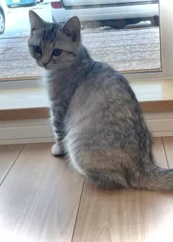 けいさん 様のお迎えした子猫