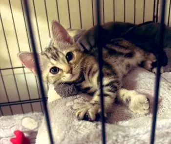 にゃん 様のお迎えした子猫