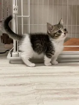 りり 様のお迎えした子猫