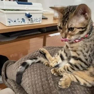 A.Y 様のお迎えした子猫