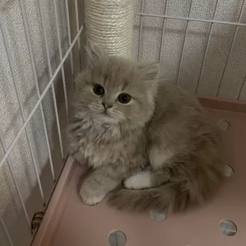 Y.K 様のお迎えした子猫