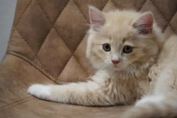 D＆Y 様のお迎えした子猫