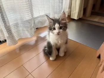 O 様のお迎えした子猫