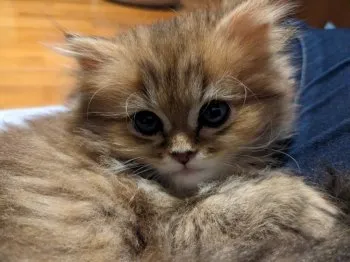 つぼきん 様のお迎えした子猫