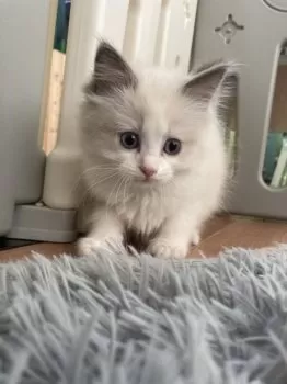 K.O 様のお迎えした子猫