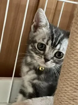 こむぎママ 様のお迎えした子猫