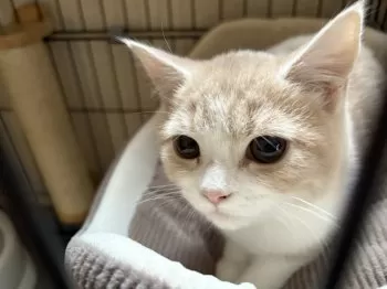 H.Y 様のお迎えした子猫