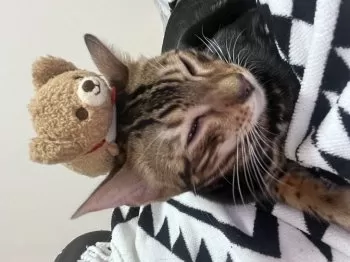 琥空まま 様のお迎えした子猫