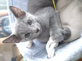 S.Animal 様のお迎えした子猫