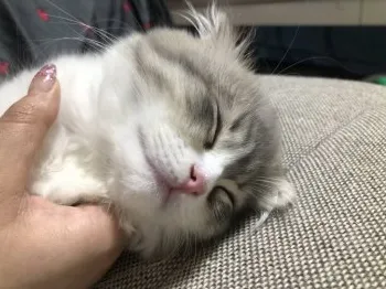 そうちゃん 様のお迎えした子猫