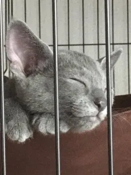 まり 様のお迎えした子猫