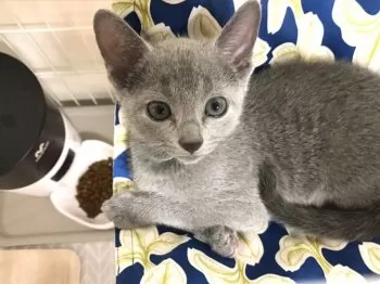 K.M 様のお迎えした子猫