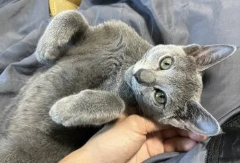 ハイテイ 様のお迎えした子猫